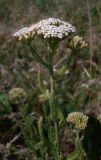 Achillea setacea. Верхушка цветущего растения. Ростовская обл., побережье Таганрогского залива, Беглицкая коса. 09.06.2013.