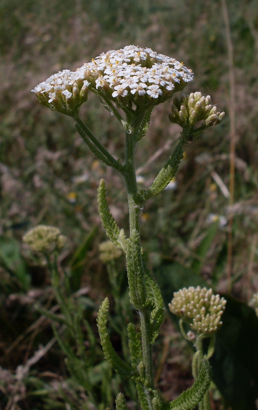 Image of Achillea setacea specimen.