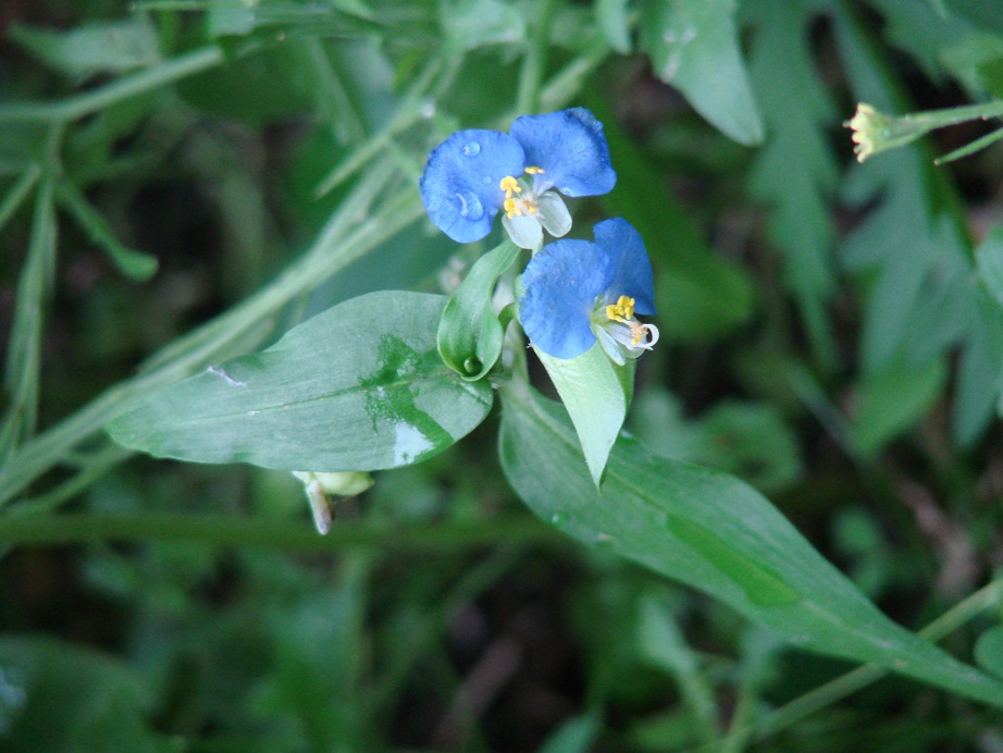 Изображение особи Commelina communis.