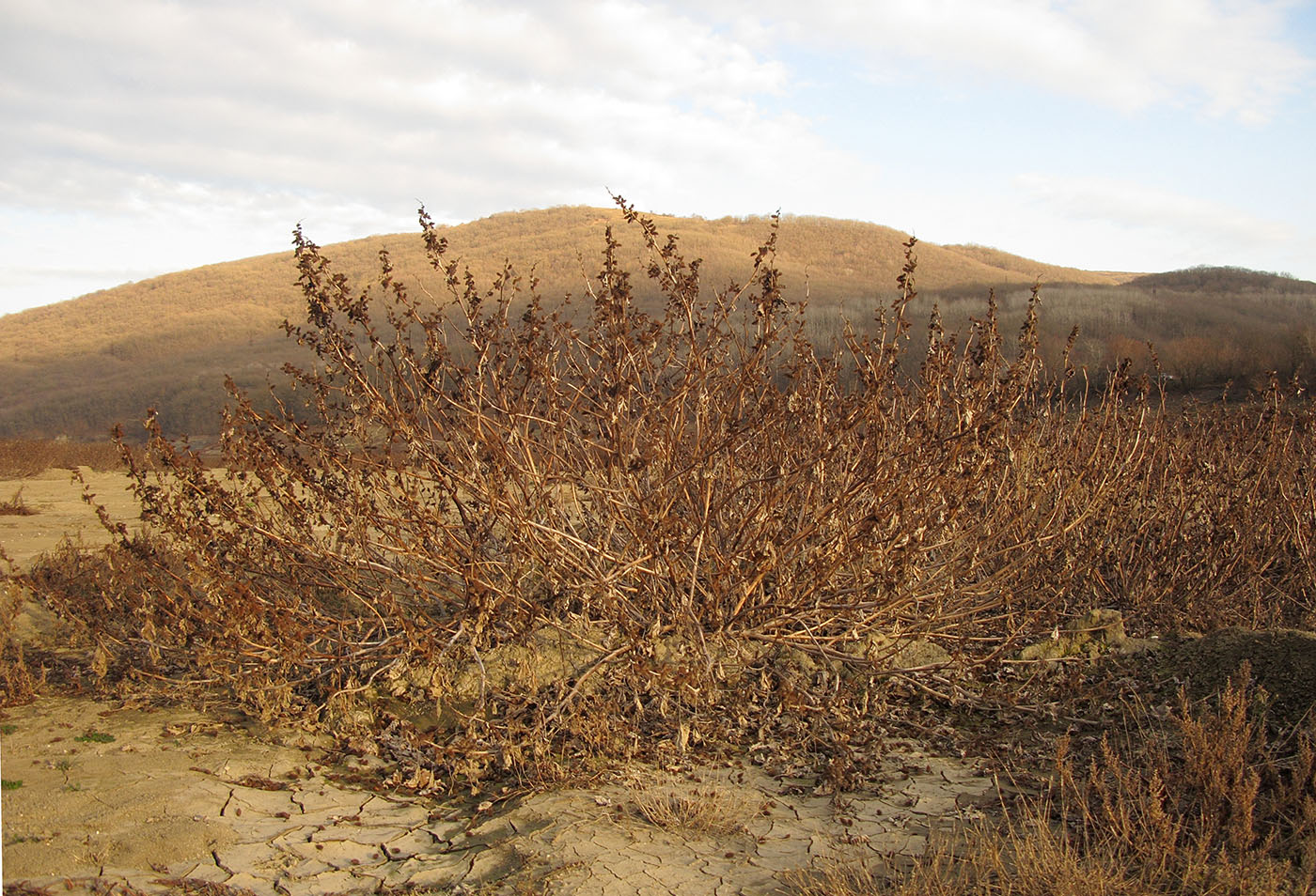 Image of Xanthium orientale specimen.