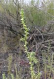 Salsola tragus