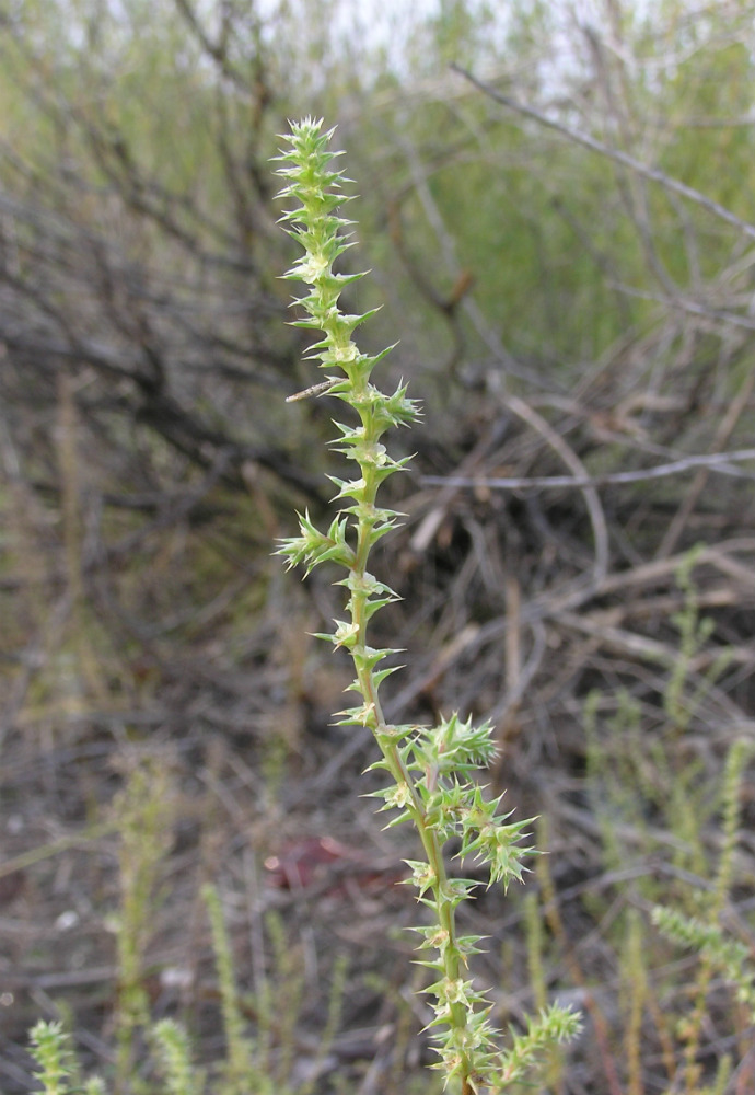 Image of Salsola tragus specimen.