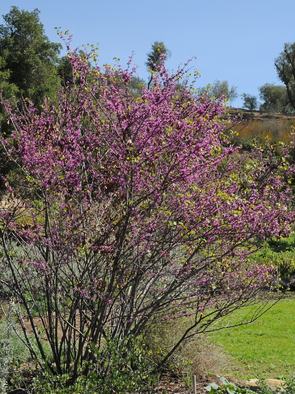 Image of Cercis occidentalis specimen.