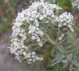 Teucrium capitatum