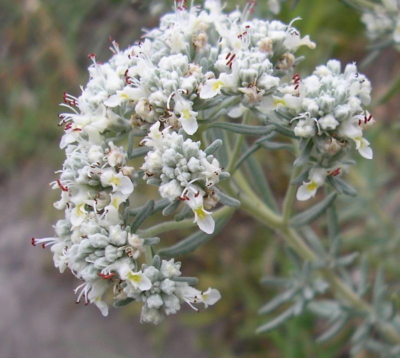 Изображение особи Teucrium capitatum.