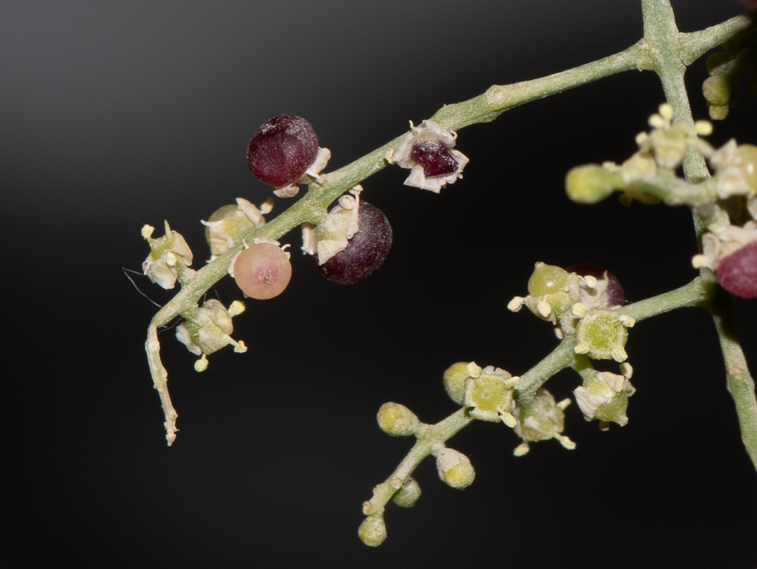 Image of Salvadora persica specimen.