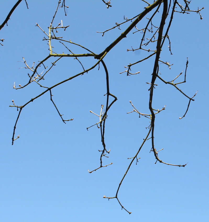 Изображение особи Fraxinus chinensis.