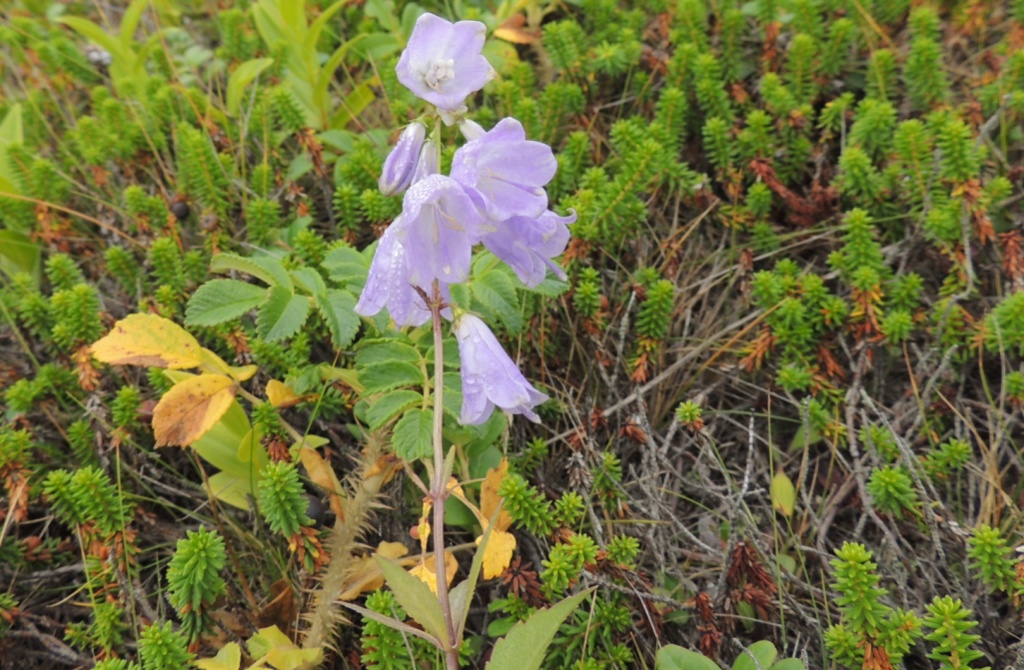 Изображение особи Adenophora triphylla.