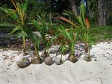 Cocos nucifera