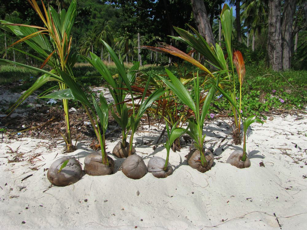 Image of Cocos nucifera specimen.