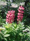 Lupinus &times; regalis