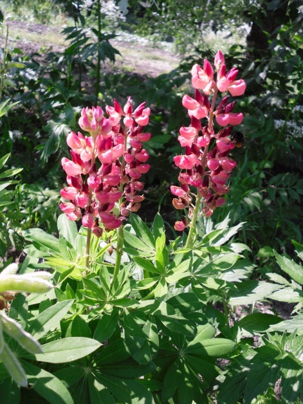 Image of Lupinus × regalis specimen.