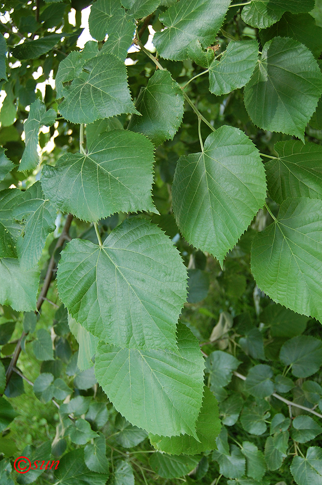 Изображение особи Tilia mandshurica.