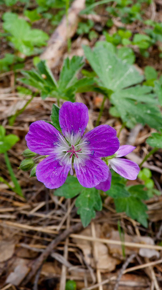 Изображение особи Geranium sylvaticum.