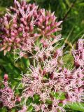 Eupatorium cannabinum