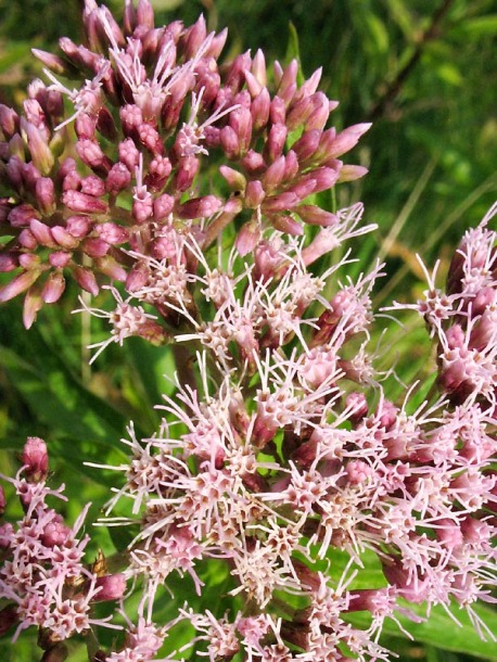 Image of Eupatorium cannabinum specimen.