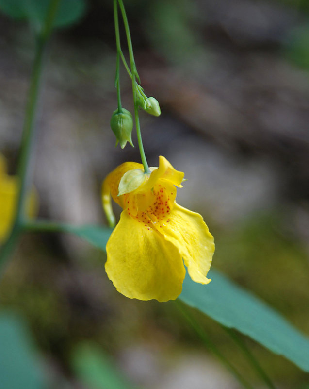 Image of Impatiens noli-tangere specimen.