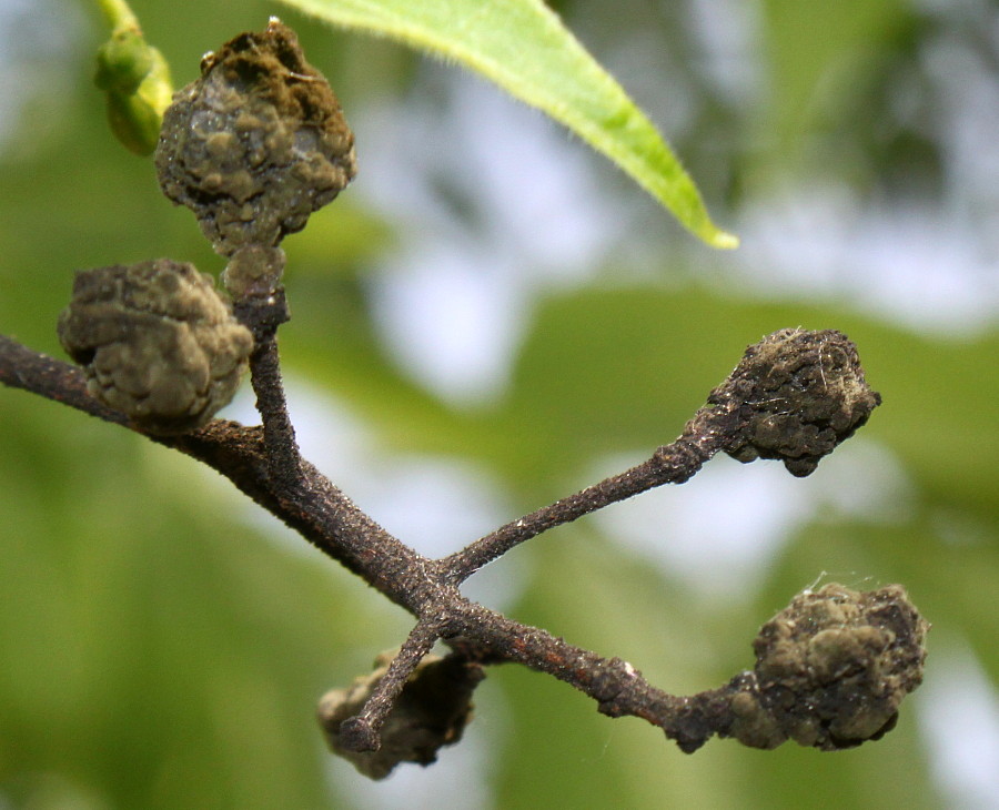 Image of Phellodendron japonicum specimen.