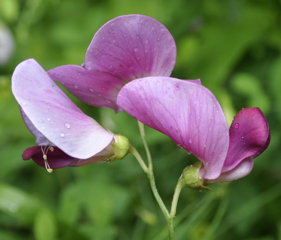 Image of Lathyrus grandiflorus specimen.