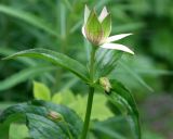 Astrantia maxima. Цветущее растение. Карачаево-Черкесия, Архыз, долина р. Псыш, пихтовый лес, 1900 м н.у.м. 13.06.2014.