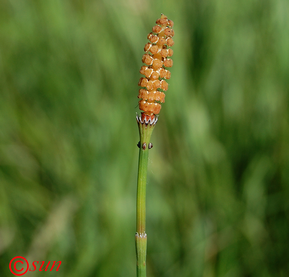 Image of Equisetum ramosissimum specimen.