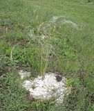 Stipa pennata