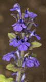 Ajuga genevensis