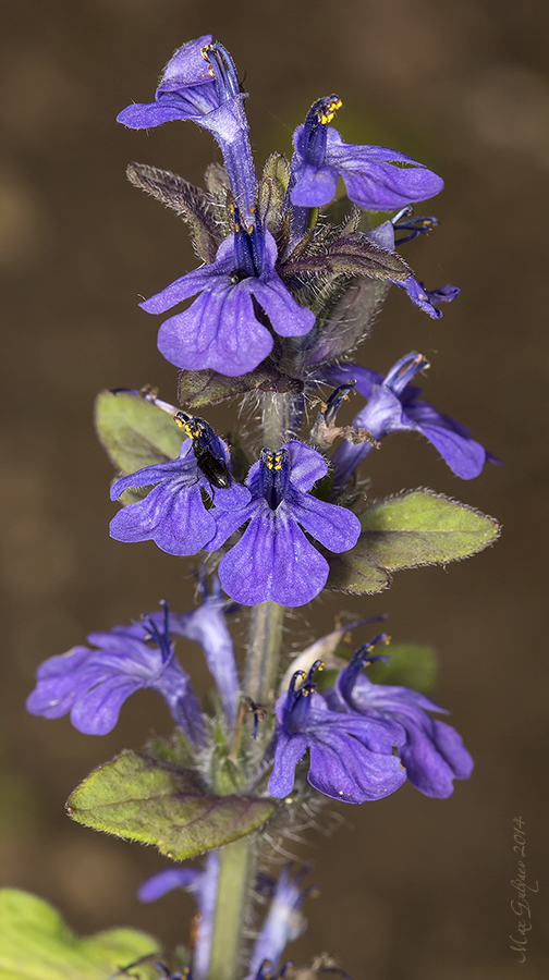 Image of Ajuga genevensis specimen.