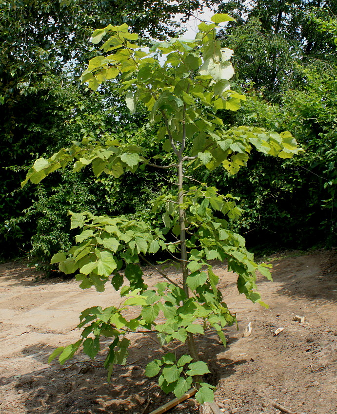 Image of Tilia mandshurica specimen.