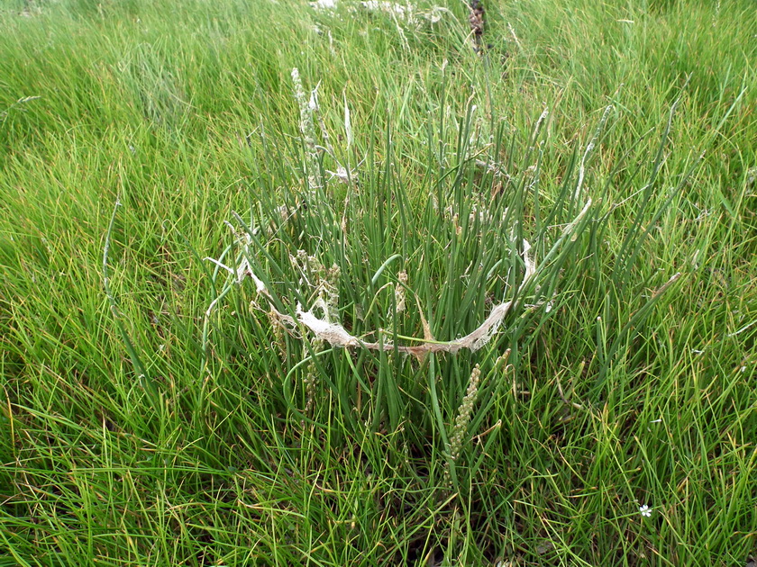 Image of Triglochin maritima specimen.