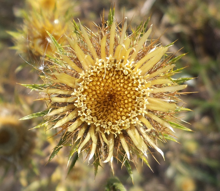 Изображение особи Carlina biebersteinii.