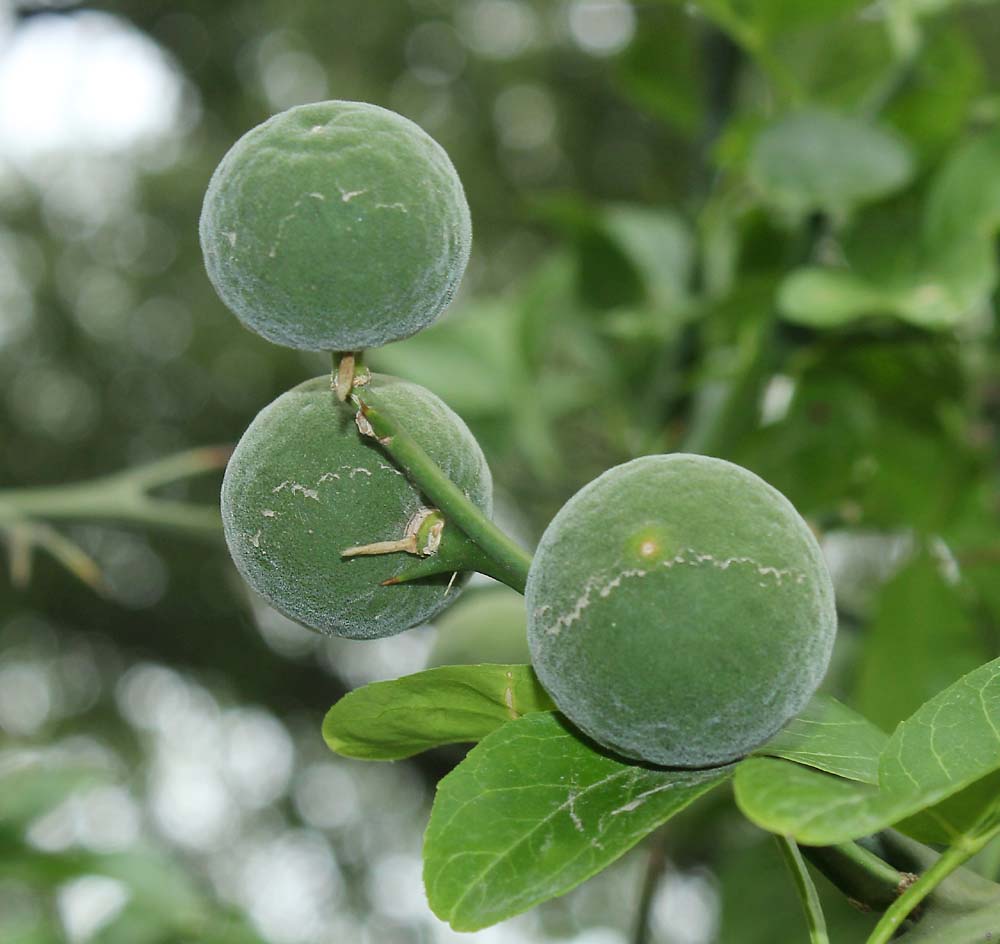 Image of Poncirus trifoliata specimen.