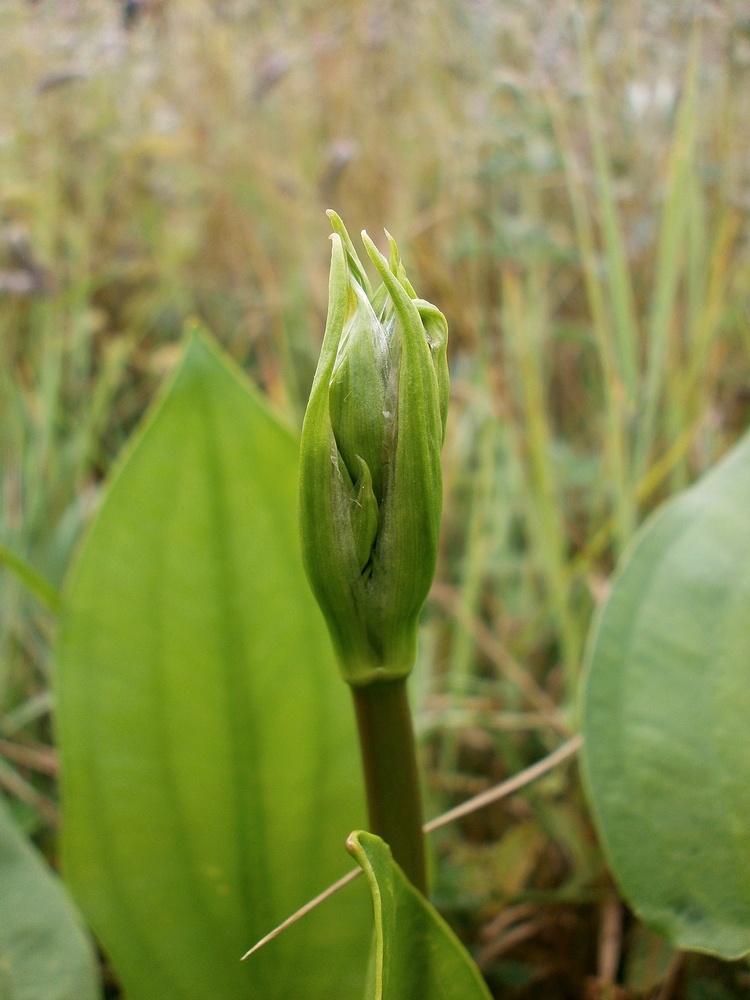 Image of Alisma plantago-aquatica specimen.