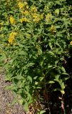 Lysimachia vulgaris. Цветущие растения. Германия, г. Дюссельдорф, Ботанический сад университета. 03.07.2014.