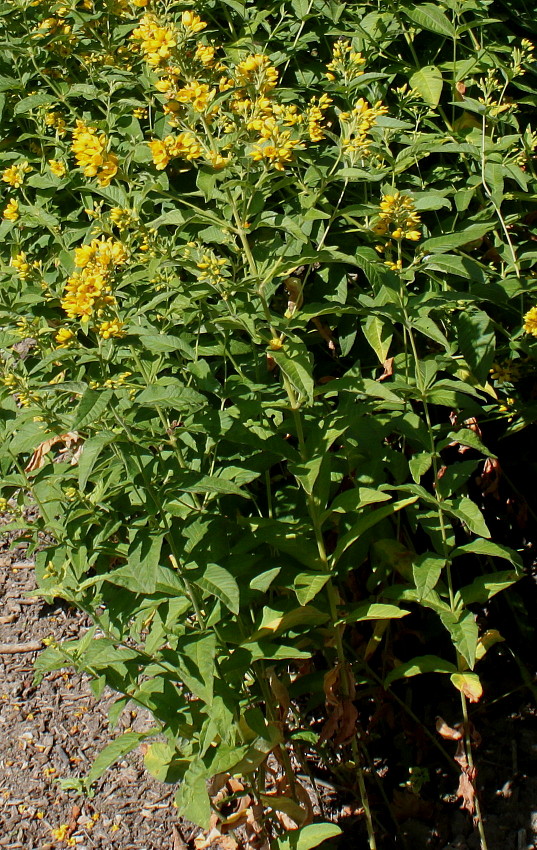 Изображение особи Lysimachia vulgaris.