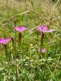 Dianthus deltoides