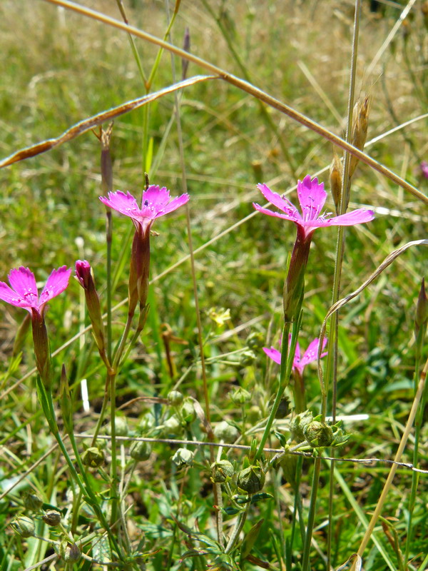 Изображение особи Dianthus deltoides.