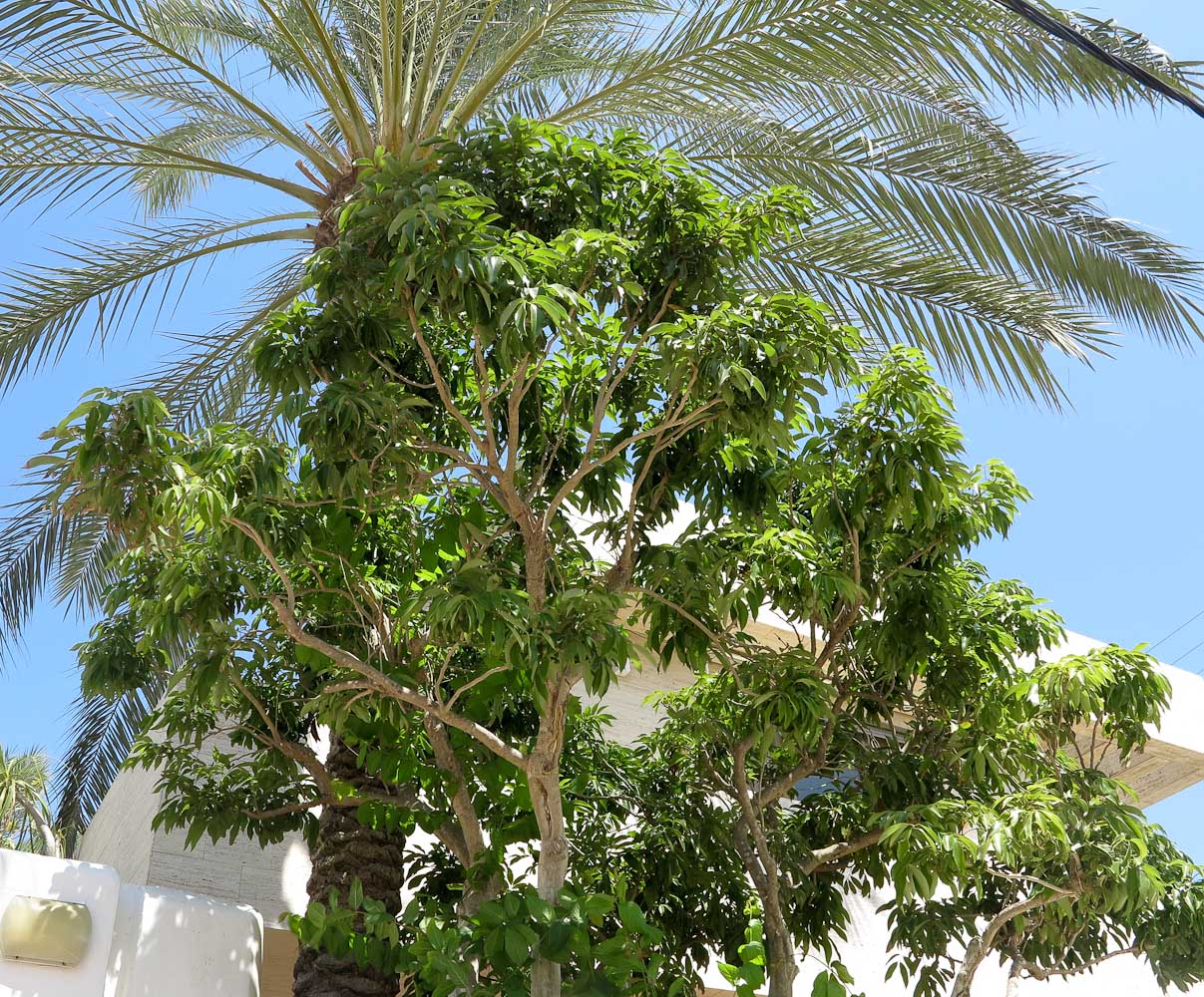 Image of Litchi chinensis specimen.