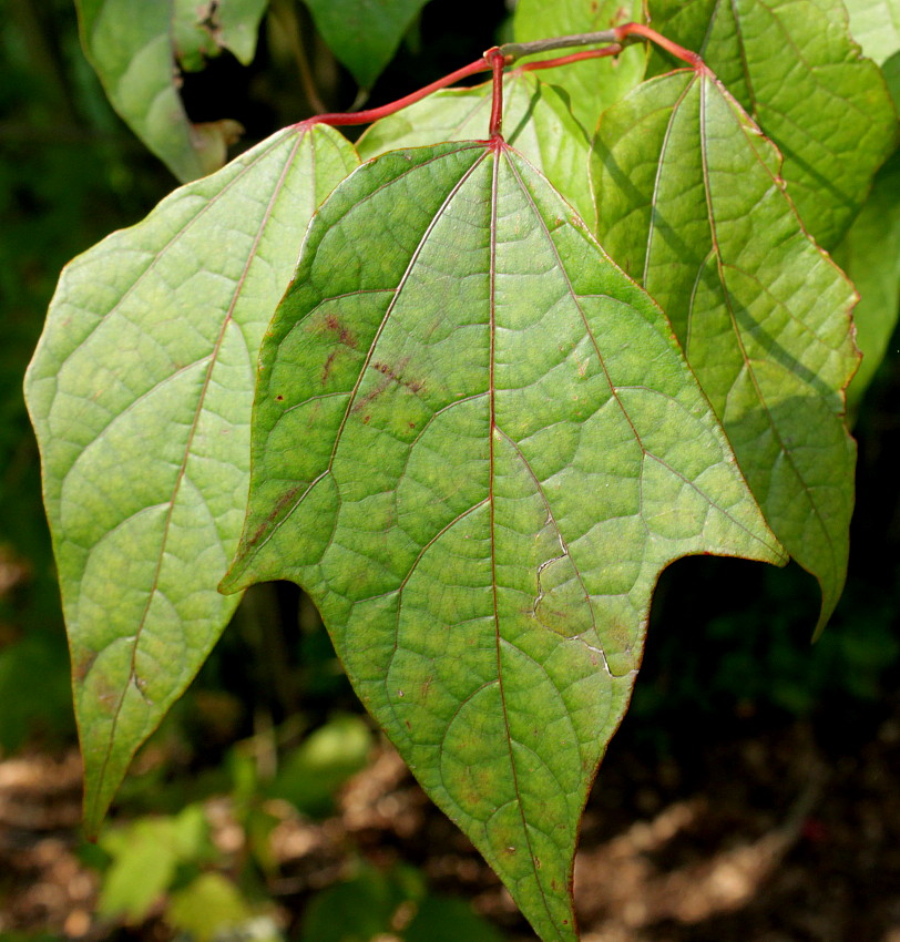 Image of Alangium chinense specimen.