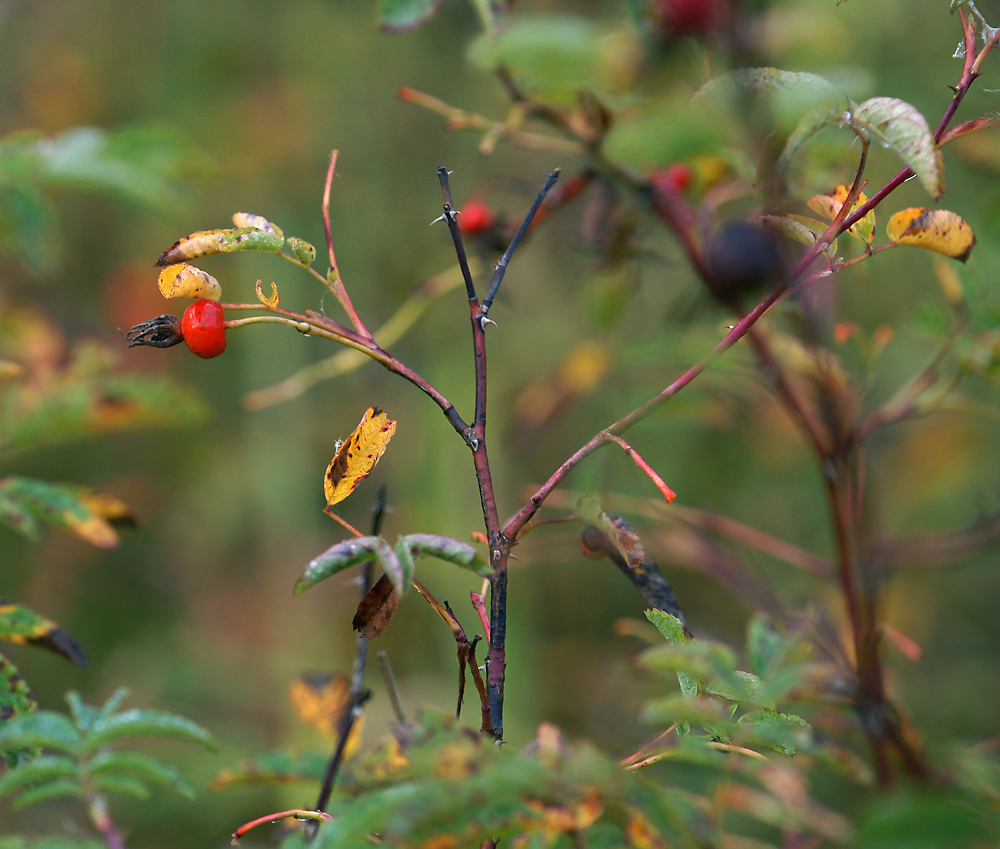 Image of Rosa cinnamomea specimen.