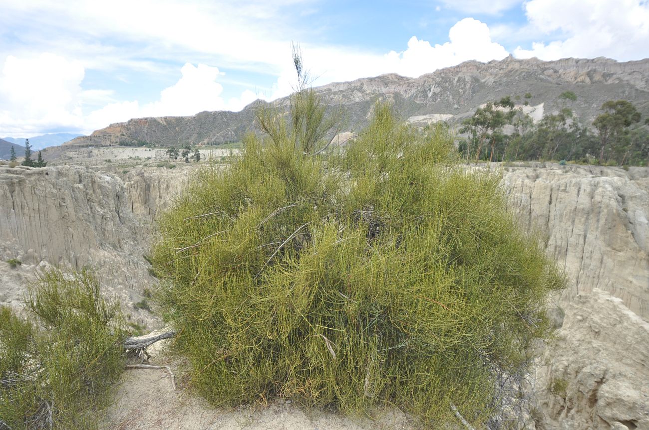 Image of genus Ephedra specimen.