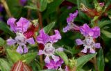 Cuphea llavea
