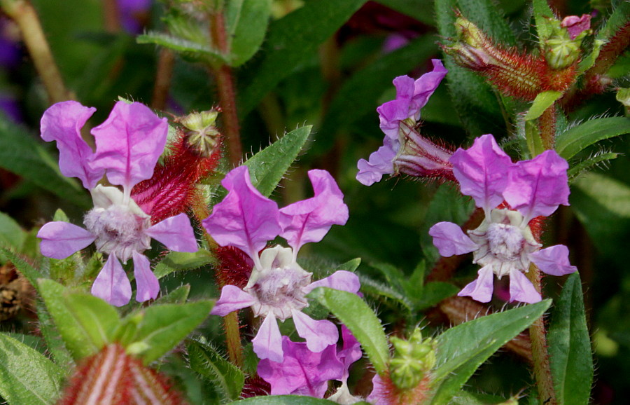 Image of Cuphea llavea specimen.