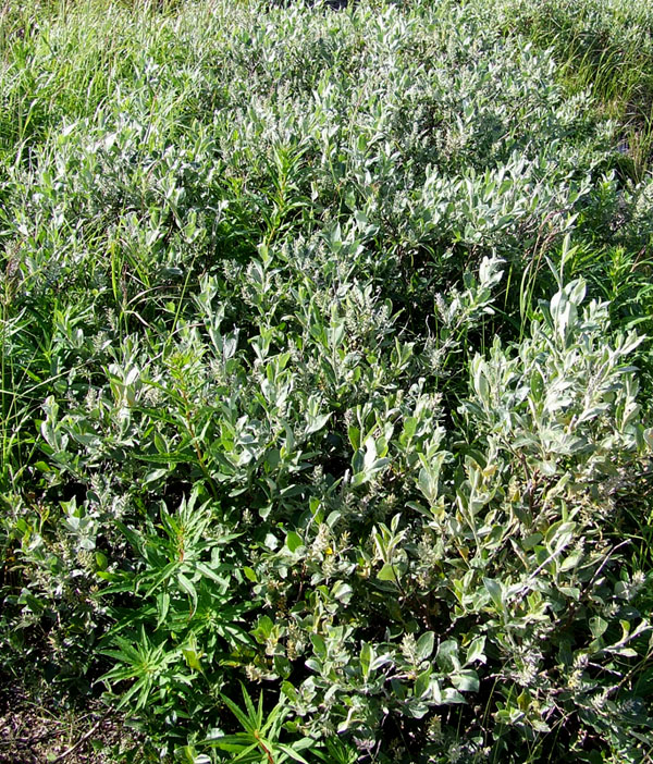 Image of Salix glauca specimen.