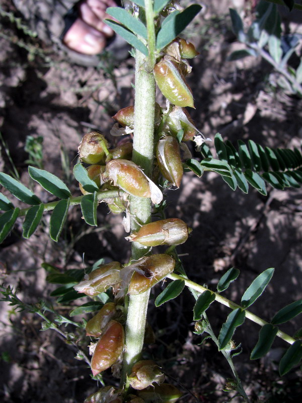 Изображение особи Astragalus turkestanus.