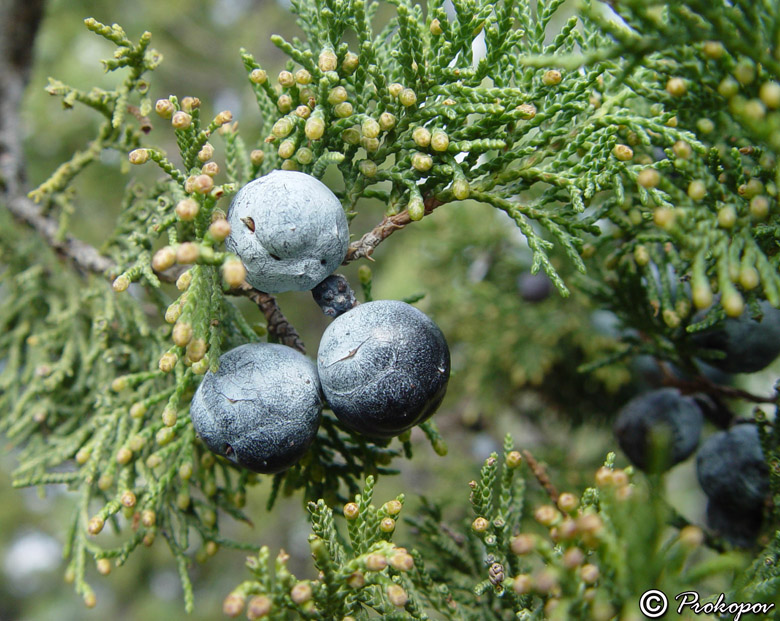 Изображение особи Juniperus excelsa.