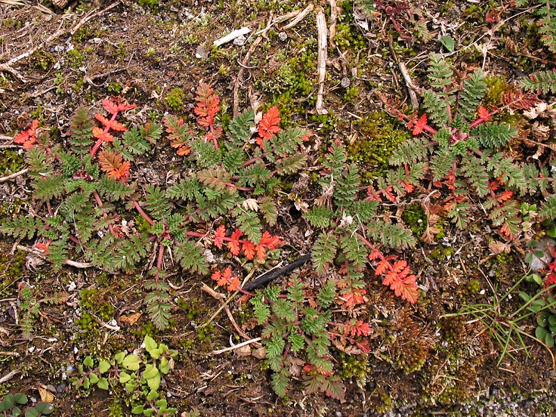 Изображение особи Erodium cicutarium.