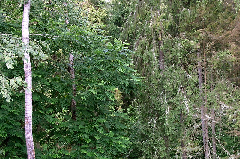 Image of Juglans mandshurica specimen.