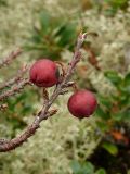 Cotoneaster × antoninae. Ветвь со зрелыми плодами. Карелия, о. Костьян. 13.09.2009.