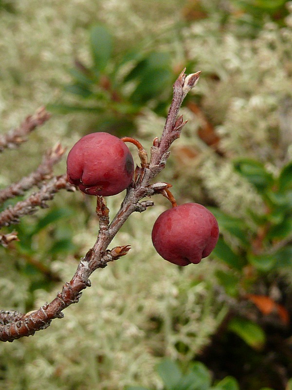 Image of Cotoneaster &times; antoninae specimen.